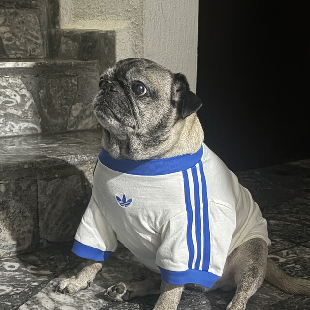 adidas Pet Collection | adidas US