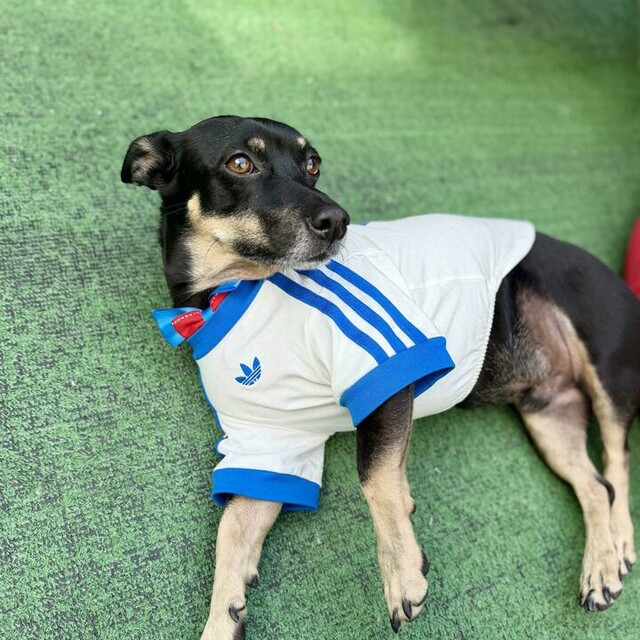 adidas Pet Collection | adidas US