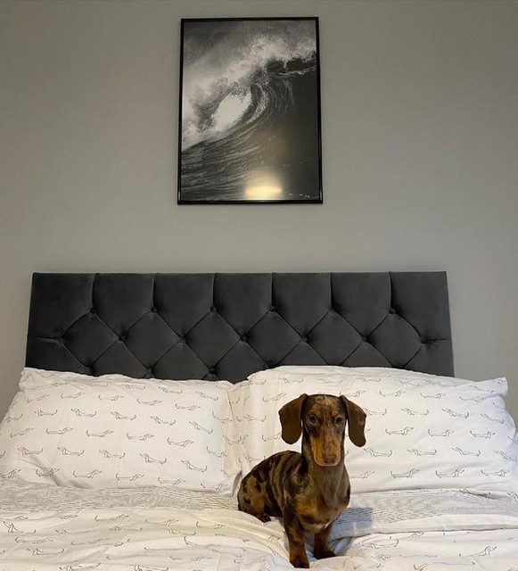 do dogs like pumpkin